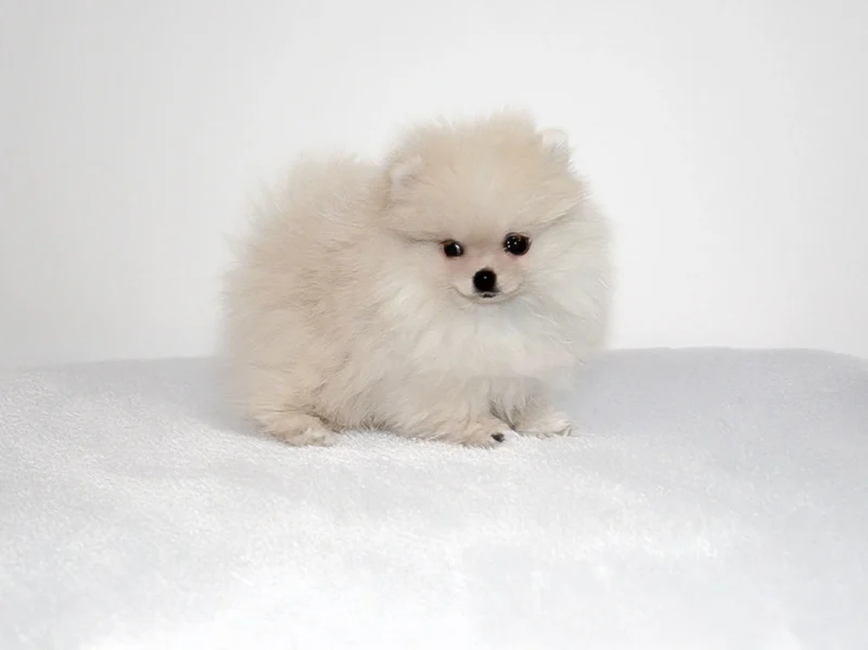 Pomerania Keily