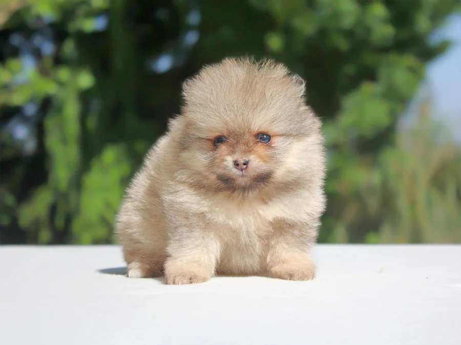 Pomerania Mindy