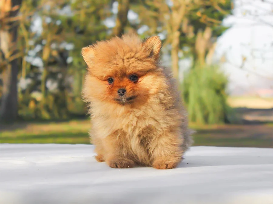 Pomerania Moody1