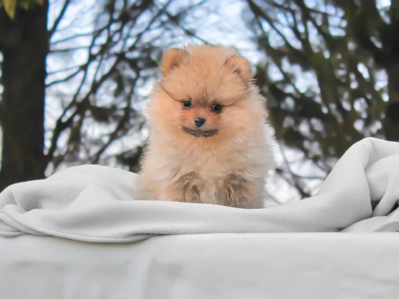 Pomerania Peggy1