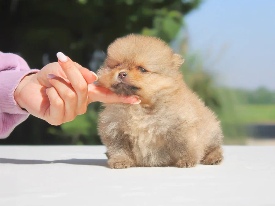 Pomerania Tessy