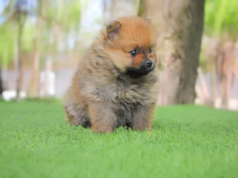 Pomerania Whitney1
