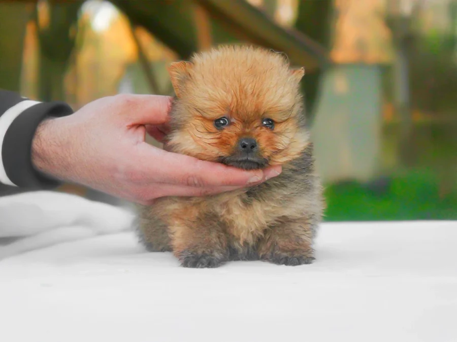 Pomerania Wilfred1