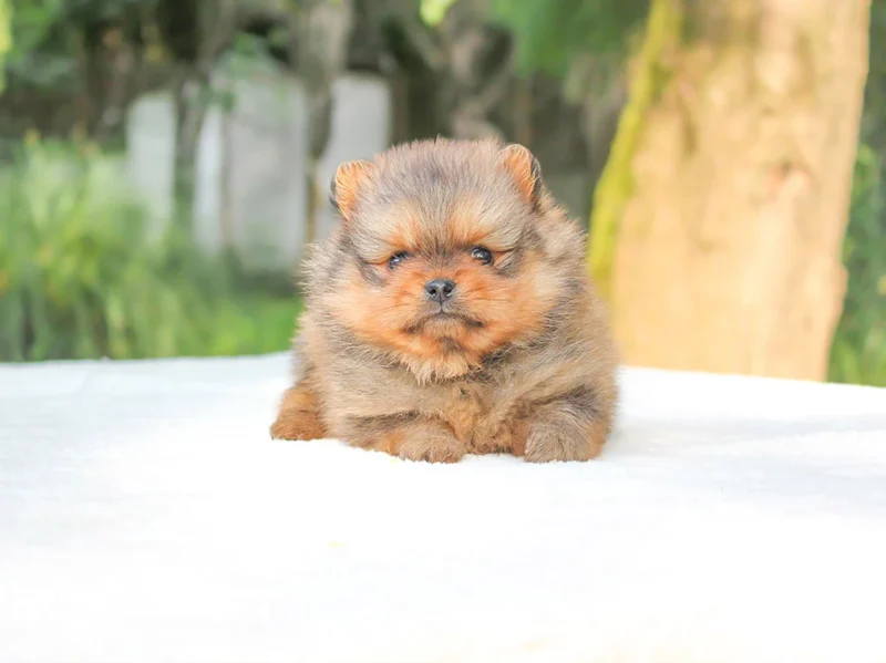 Pomerania Ziggy1