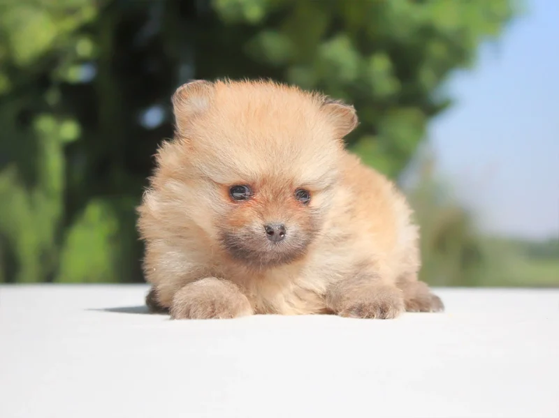 Pomerania Corinne1