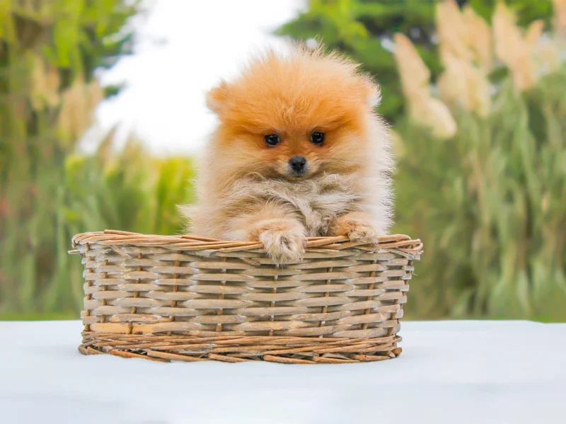 Pomerania Gregory
