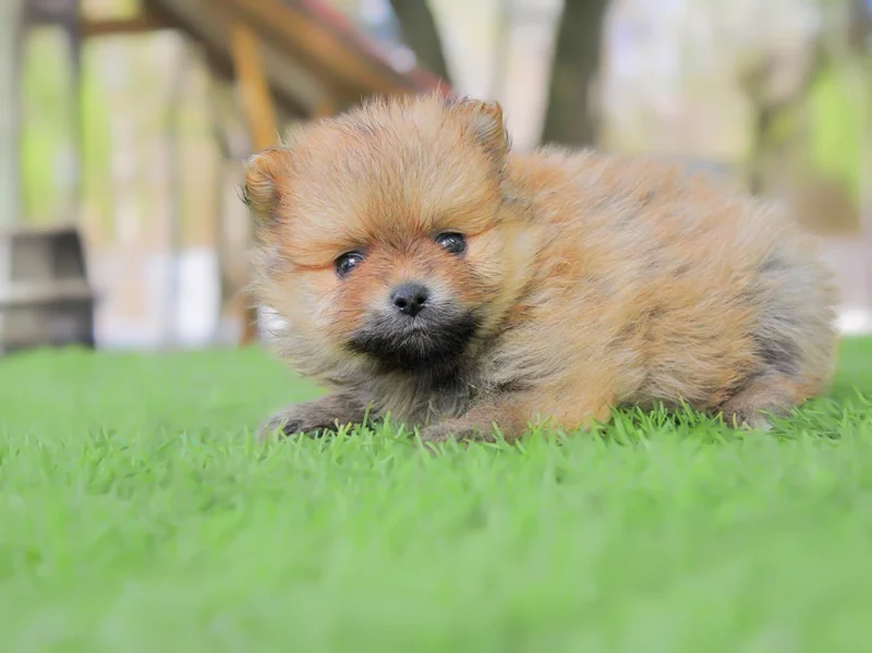 Pomerania Kendal1