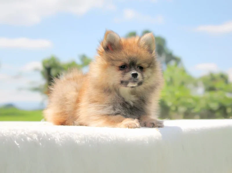 Pomerania Lewis
