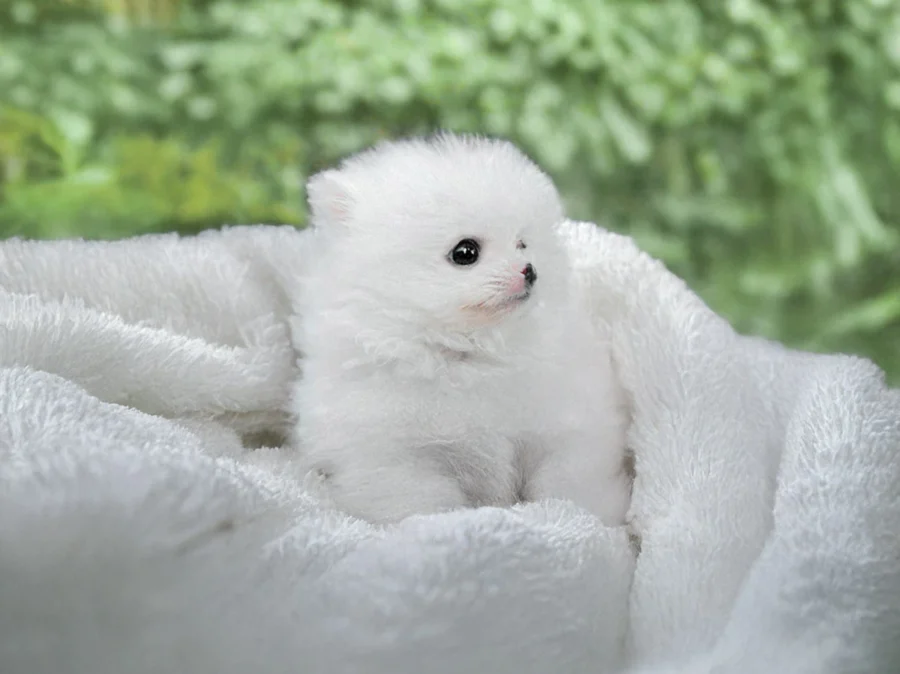 Pomerania Poppy2