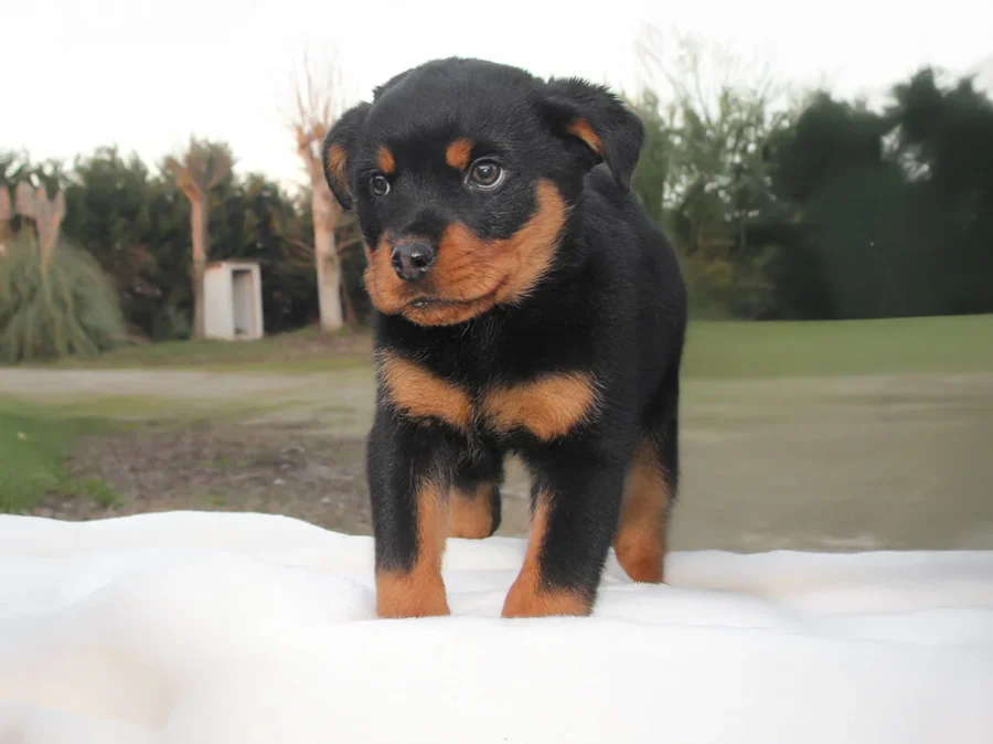 Allevamento di Rottweiler