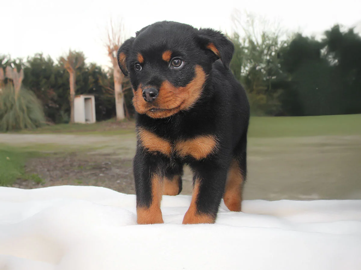 Cuccioli di Rottweiler