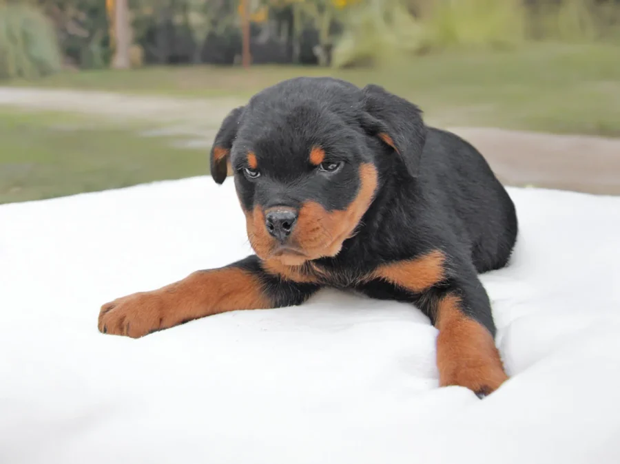 Rottweiler Laika3