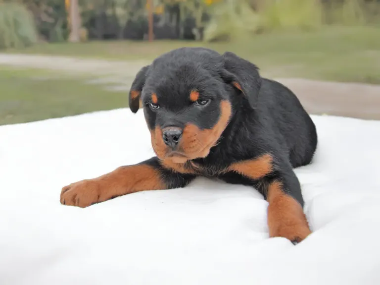 Rottweiler Laika3 V3 A3412 768w