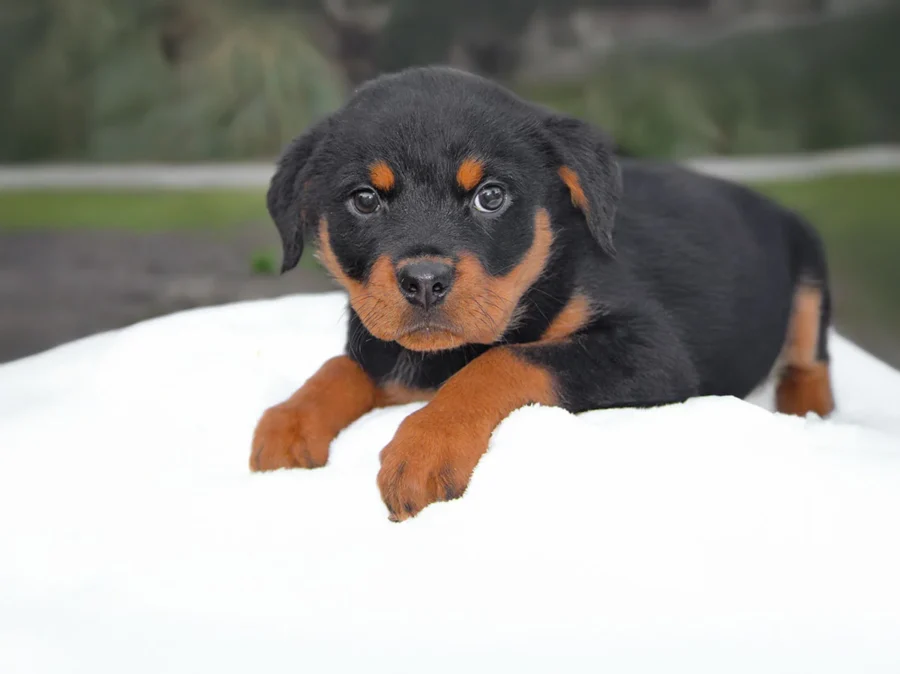 Rottweiler Luna1