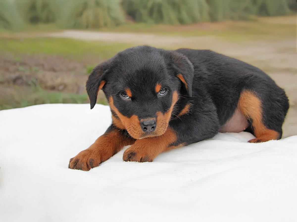 vendita Rottweiler cuccioli