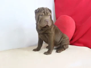 Sharpei Ferrero1