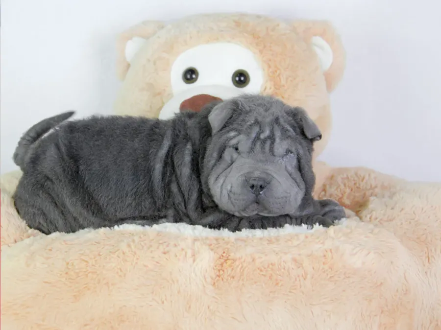 Shar Pei