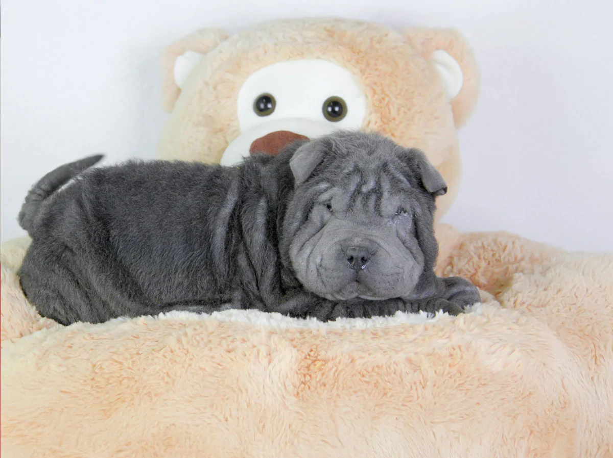 Cuccioli di Shar Pei in Vendita
