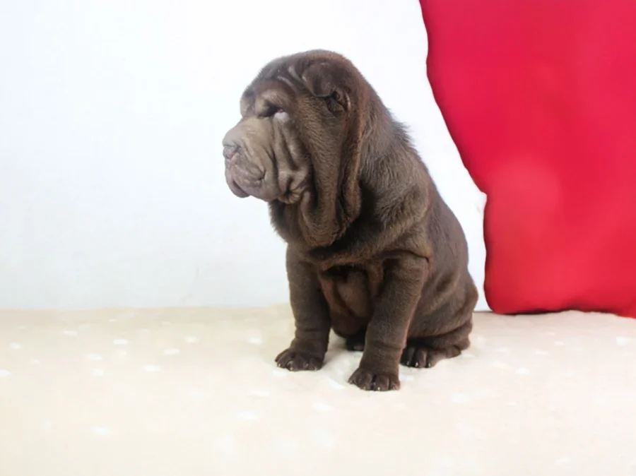 Sharpei Perugina1