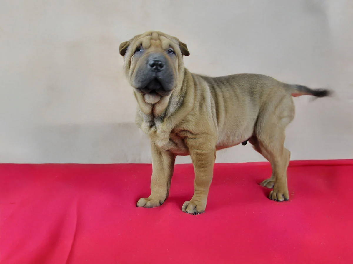 Allevamento Shar Pei