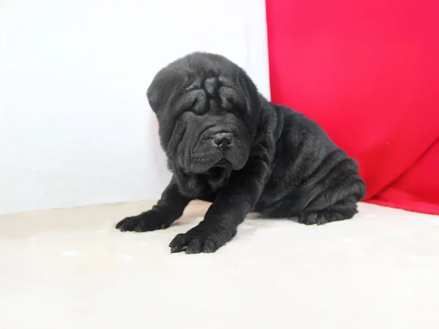 Sharpei Raffaello1