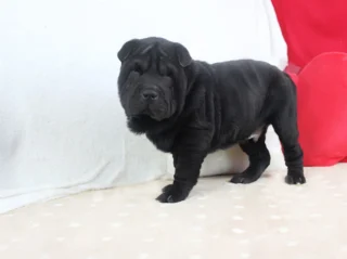 Sharpei Ritter1