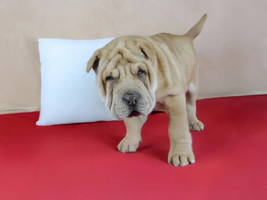 Shar Pei