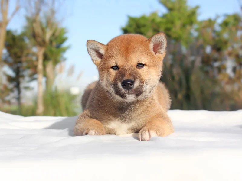 Shiba Aaron1