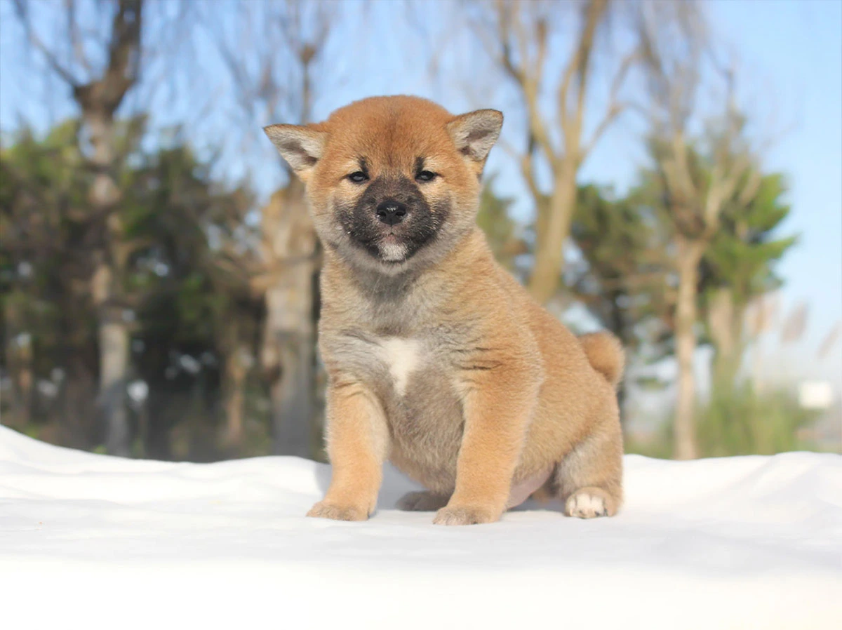 Cuccioli di Shiba Inu In vendita