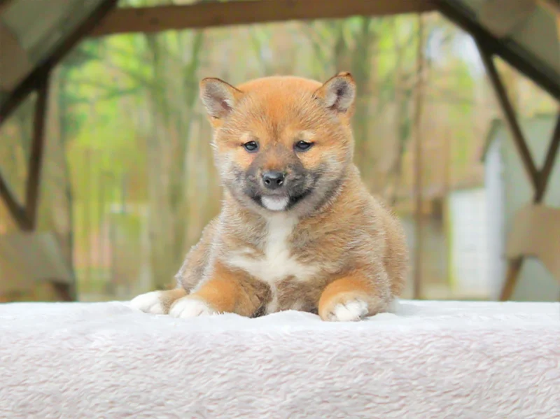 Shiba Inu Ajax1