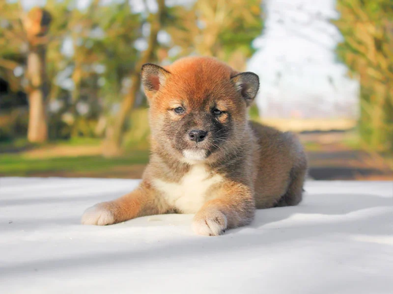 Shiba Inu Aloha1