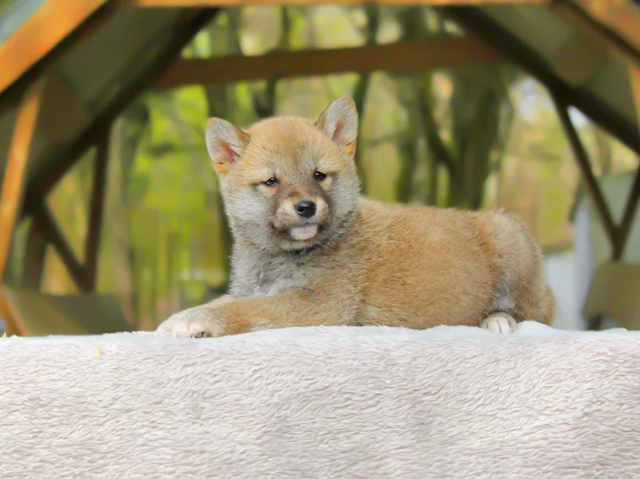 Shiba Inu Alyx1