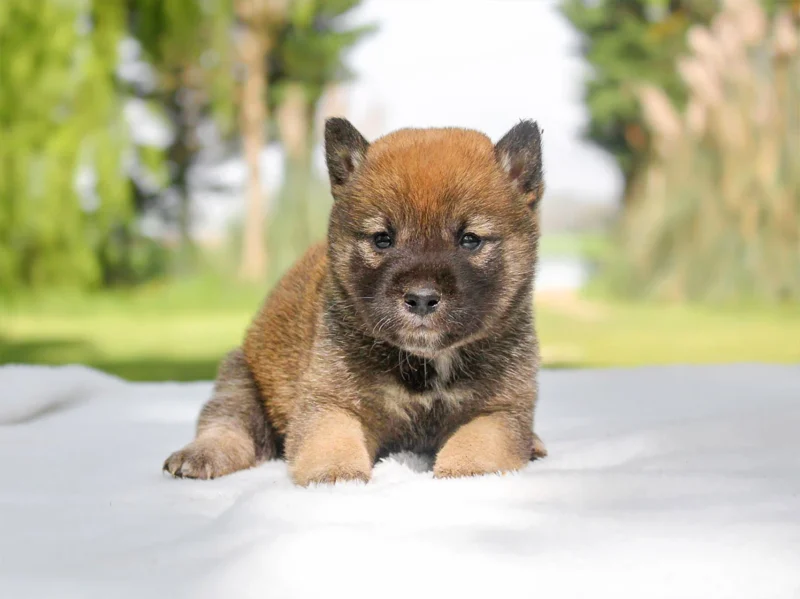 Shiba Inu Dyspo1