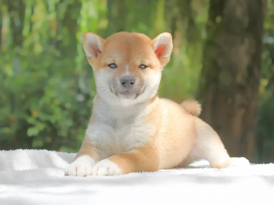 Shiba Inu Emberly2