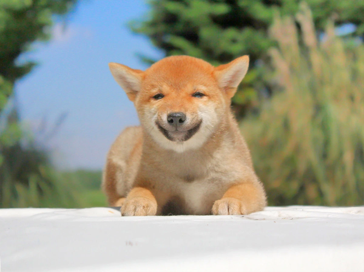 Contatti Allevamento Cuccioli Pavia