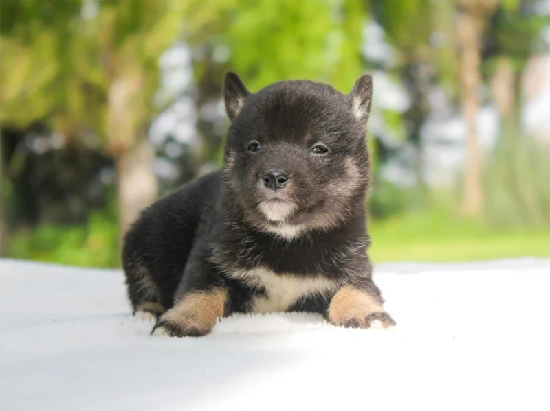Shiba Inu Fayra1