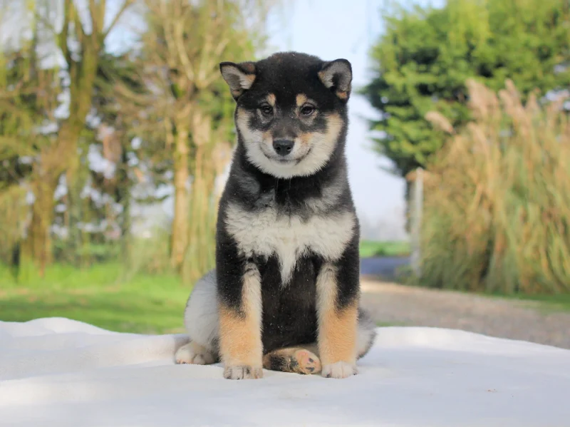 Shiba Inu Gyna2