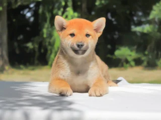 Shiba Inu Hiko1