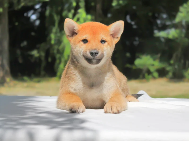 Shiba Inu Hiko1