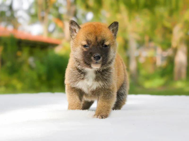 Shiba Inu Jiren