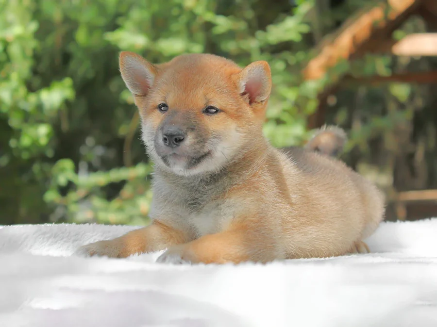 Shiba Inu Jules2