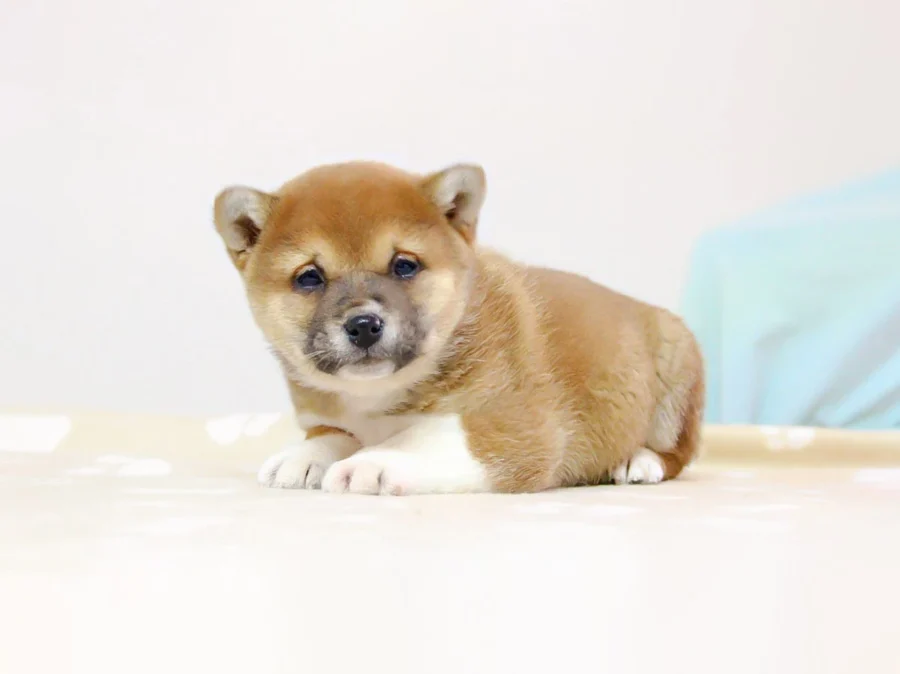 Shiba Inu Juliet