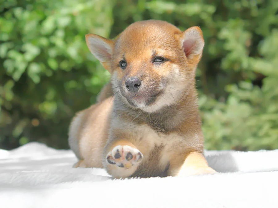 Shiba Inu Karter4