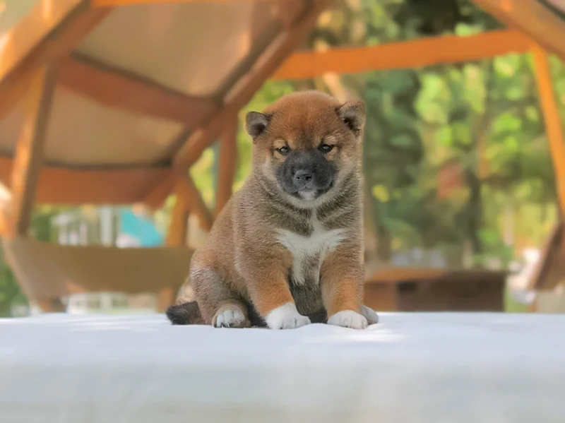 Shiba Inu Kathrin1