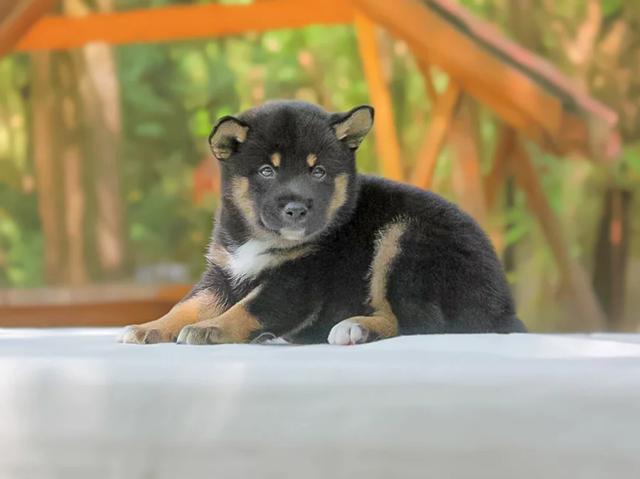 Shiba Inu Kitty1
