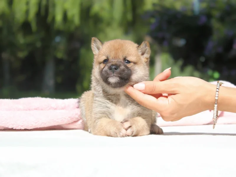 Shiba Inu Rodney1
