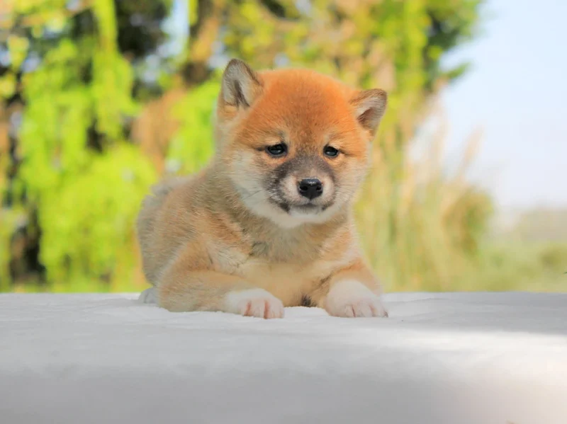 Shiba Inu Saya1