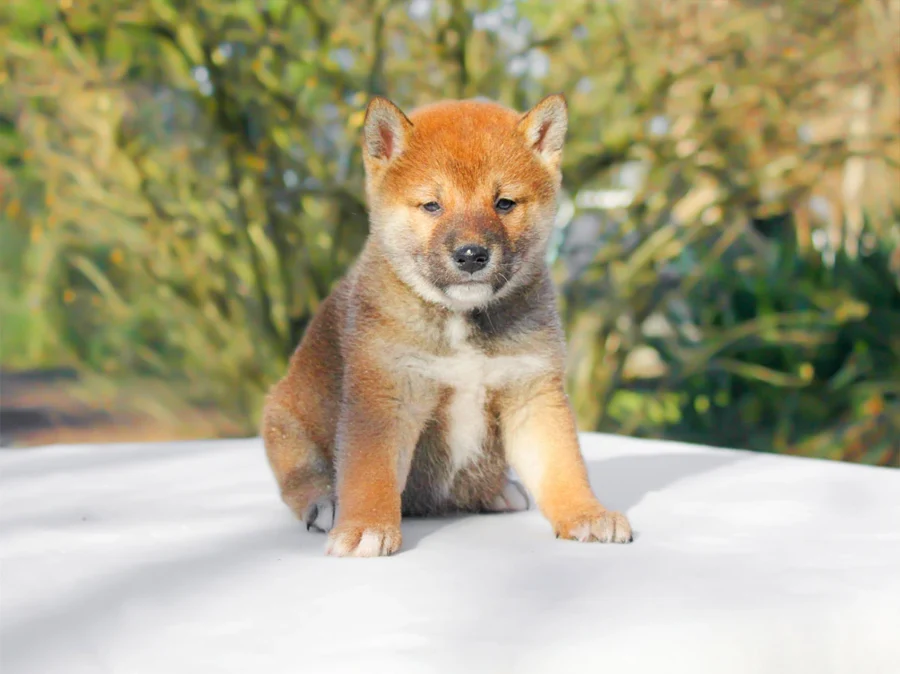 Shiba Inu Squiddi