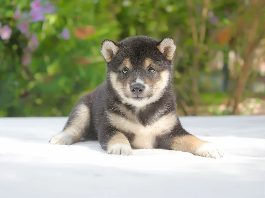 Shiba Inu Thessa1