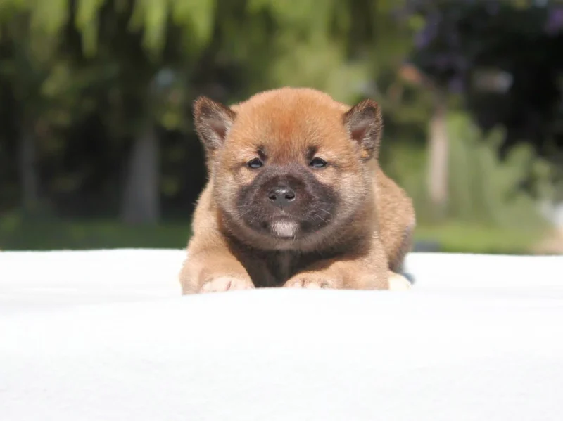 Shiba Inu Tyson